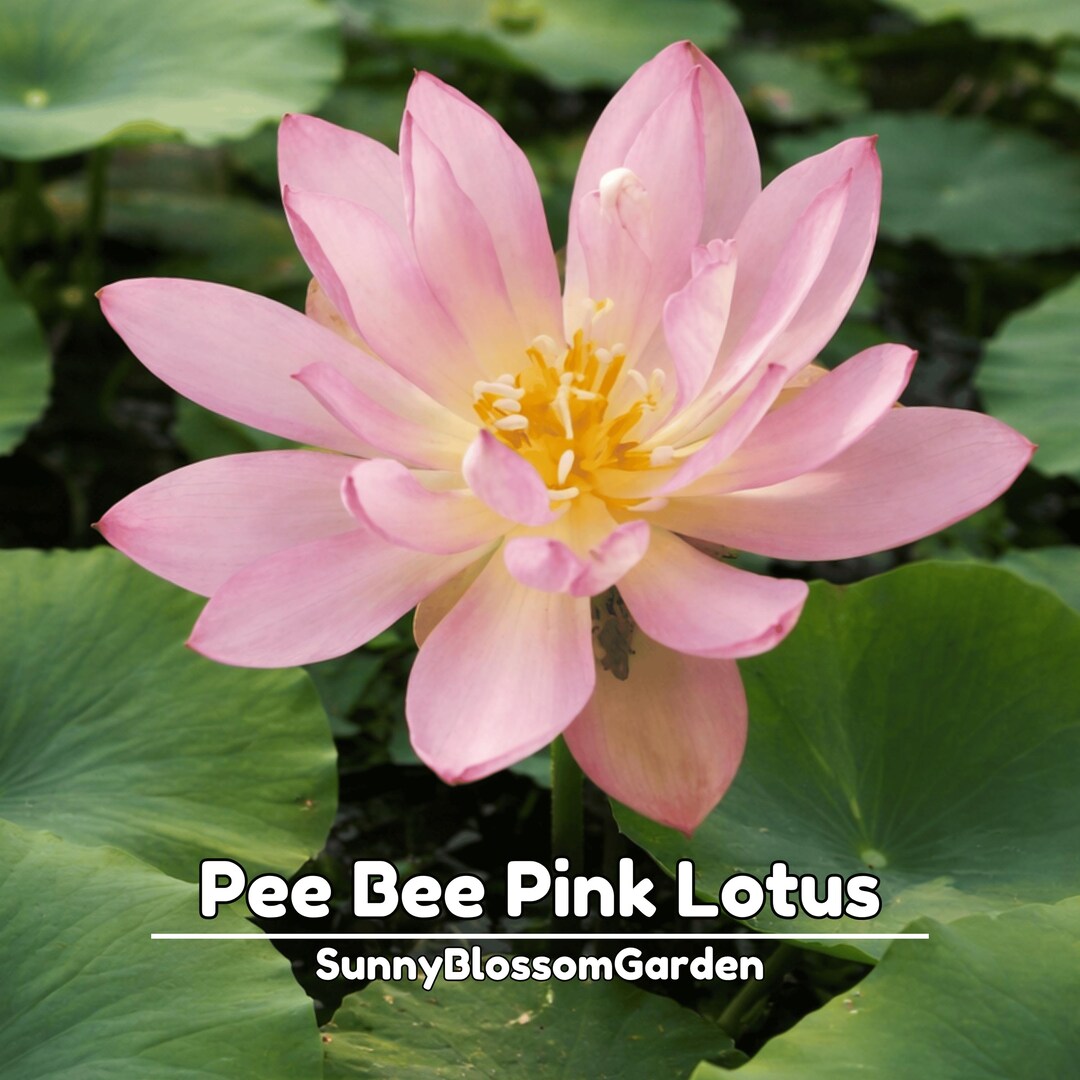 Pee Bee Pink Lotus Seeds - Bright Pink Water Lotus - Elegant Soft ...