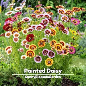 May include: A vibrant cluster of Painted Daisy flowers in full bloom, showcasing a mix of colors including red, yellow, white, and pink. The image features the text "Painted Daisy" and "SunnyBlossomGarden".