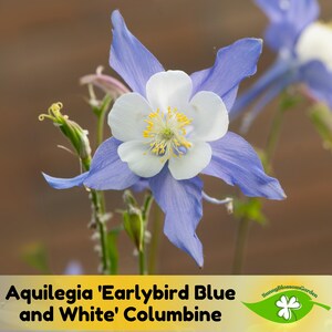 15+ Seeds| Aquilegia &#39;Earlybird Blue and White&#39; Columbine Seeds - Cold Resistant - Potted - Plant in Late Summer to Early Fall - #113