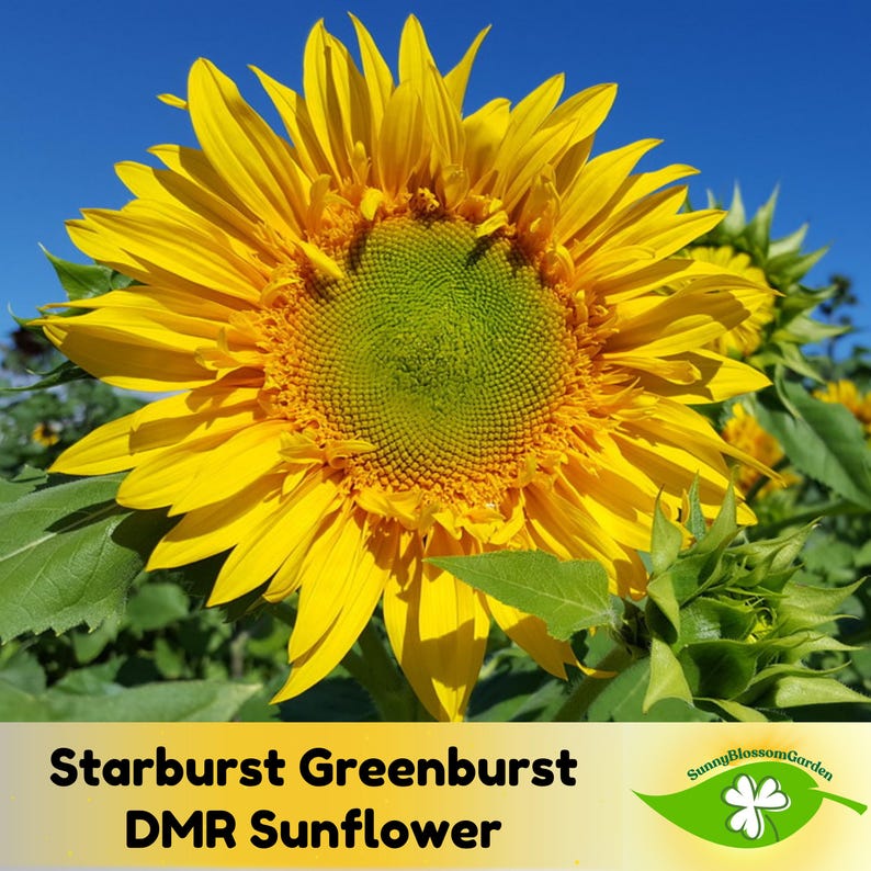 SunnyBlossomGarden Starburst Sunflower - Thumbnail 4