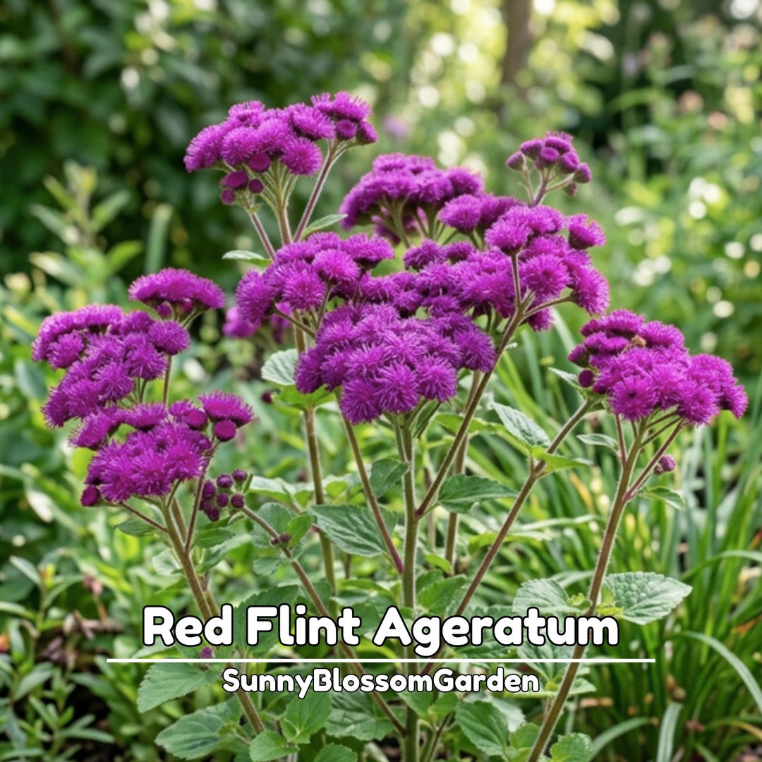 Spring Flin Red Flint Ageratum Seeds - Dwarf - Fast Growing - Potted - Open ...