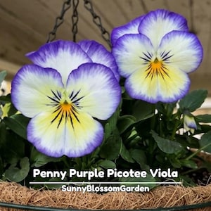 Penny Purple Picotee Viola Seeds -Self-Pollinating - Draft Resistant -Plant in late Summer/Spring