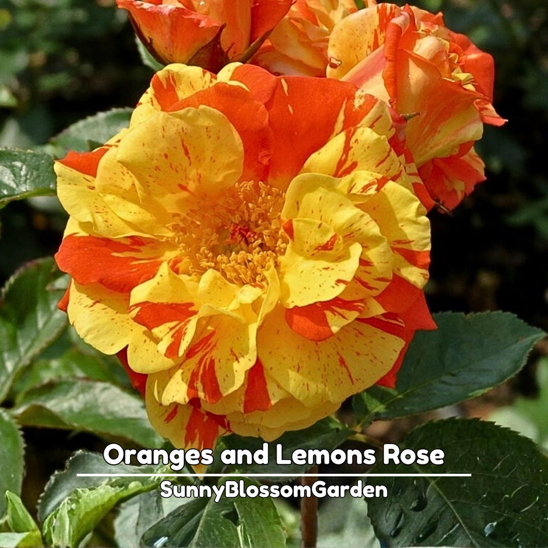 Oranges and Lemons Rose Seeds: Exotic Perennial Flower (15+ Seeds) - Etsy