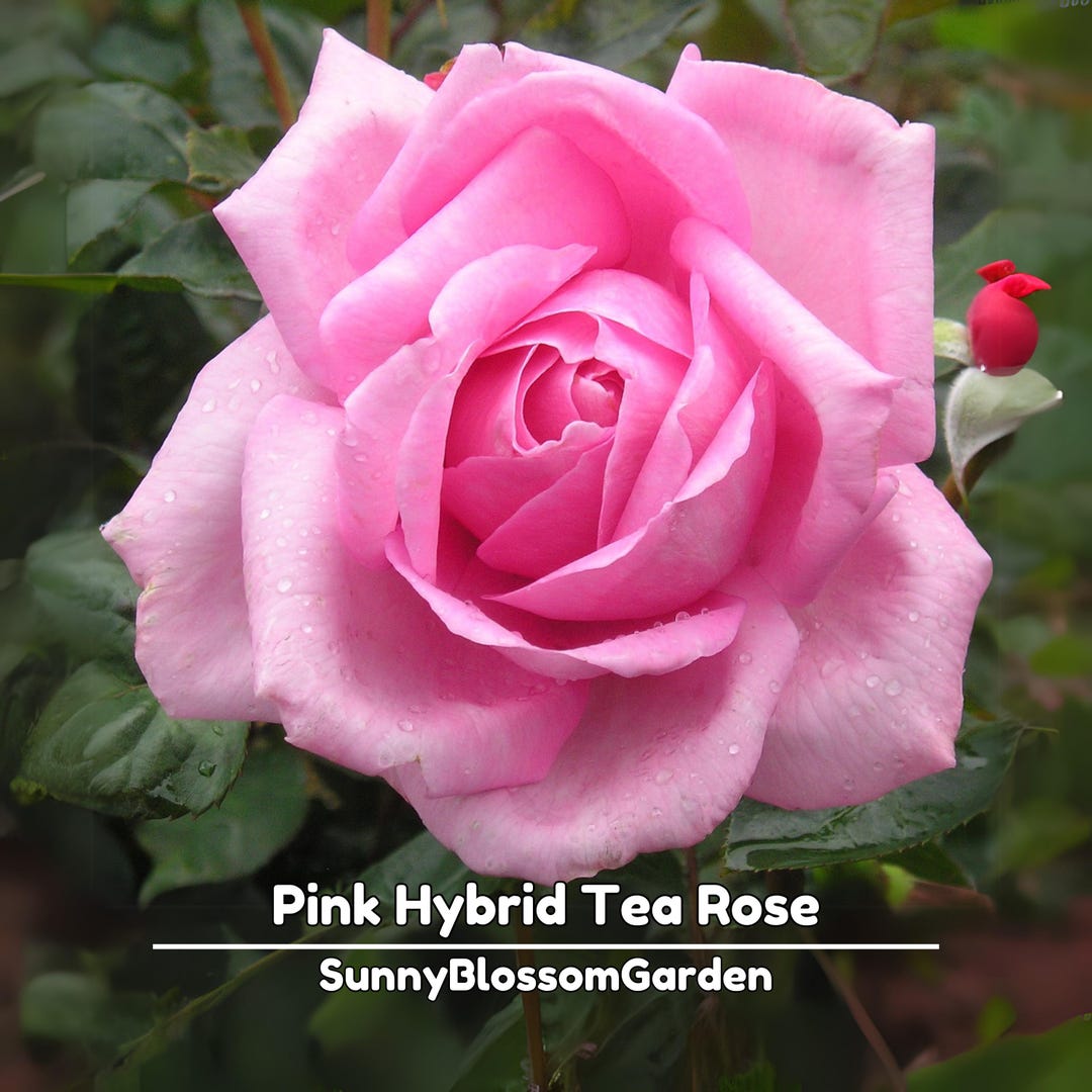 Pink Tea Roes Pink Hybrid Tea Rose Seeds: Perennial Flower (15+ Seeds) - Etsy