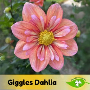 20+ Seeds| Giggles Dahlia Perennial Seeds - Plant In Spring - Fast Growing – Easy to Plant– Clumping - Open-Pollinating - Flowering #D088