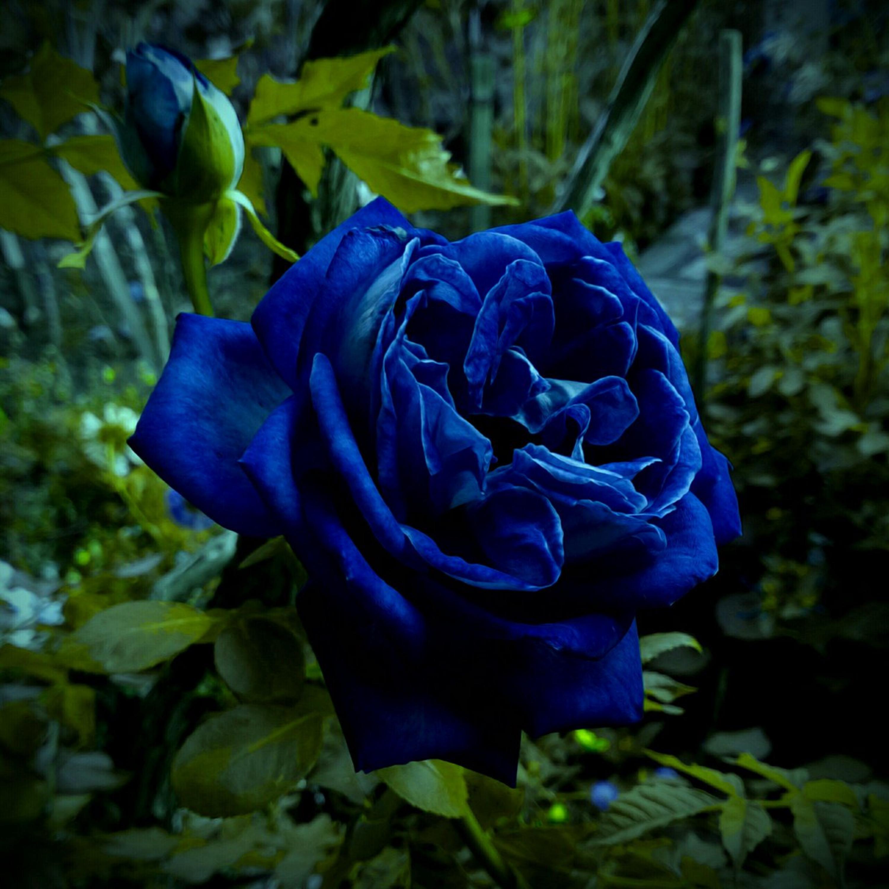 Midnight Supreme Rose Seeds | Rare Exotic Perennial Flowers - Etsy