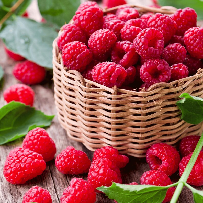 May include: A woven basket overflowing with bright red raspberries, some scattered on a rustic wooden surface. Green leaves are interspersed, adding a natural touch to the scene. The raspberries are ripe and juicy, perfect for a summer treat.