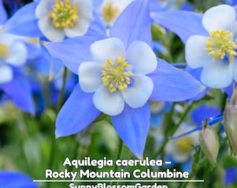 Blue Rocky Mountain Columbine Seeds - Cold Resistant - Deciduous -Attracts pollinators - Plant in Late Summer to Early Fall