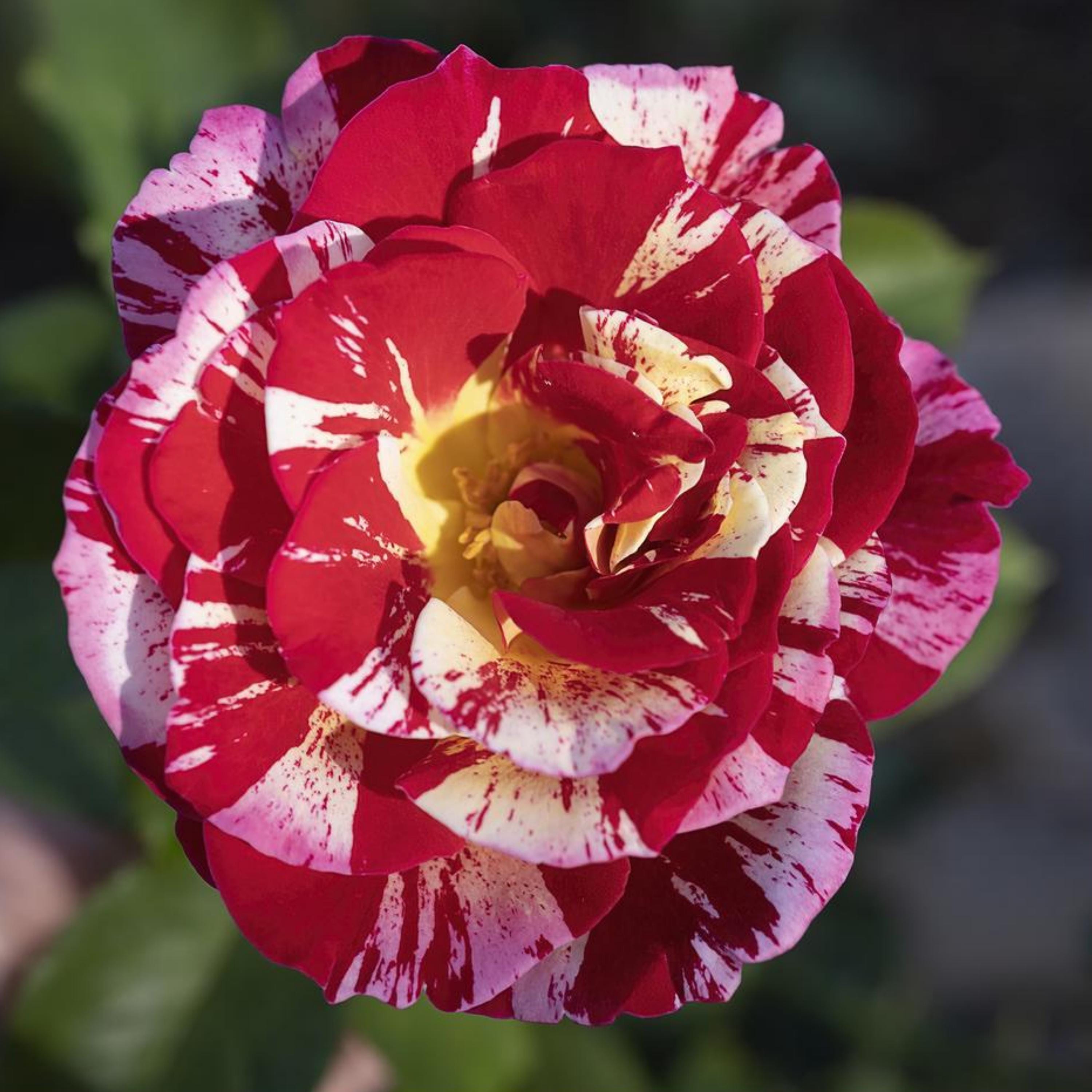 George Burns Floribunda Rose Seeds: Exotic Perennial Flowers (15+ Seeds ...