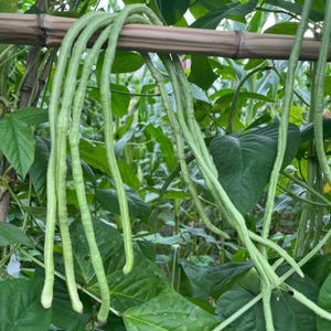 May include: Long green yardlong beans growing on a trellis in a garden. The beans are hanging down from the trellis and are surrounded by green leaves.