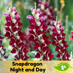 15+ Seeds| Snapdragon Night and Day Seeds - Potted - Cold Resistant - Open-Pollinating - Plant before the frost/after frost #65