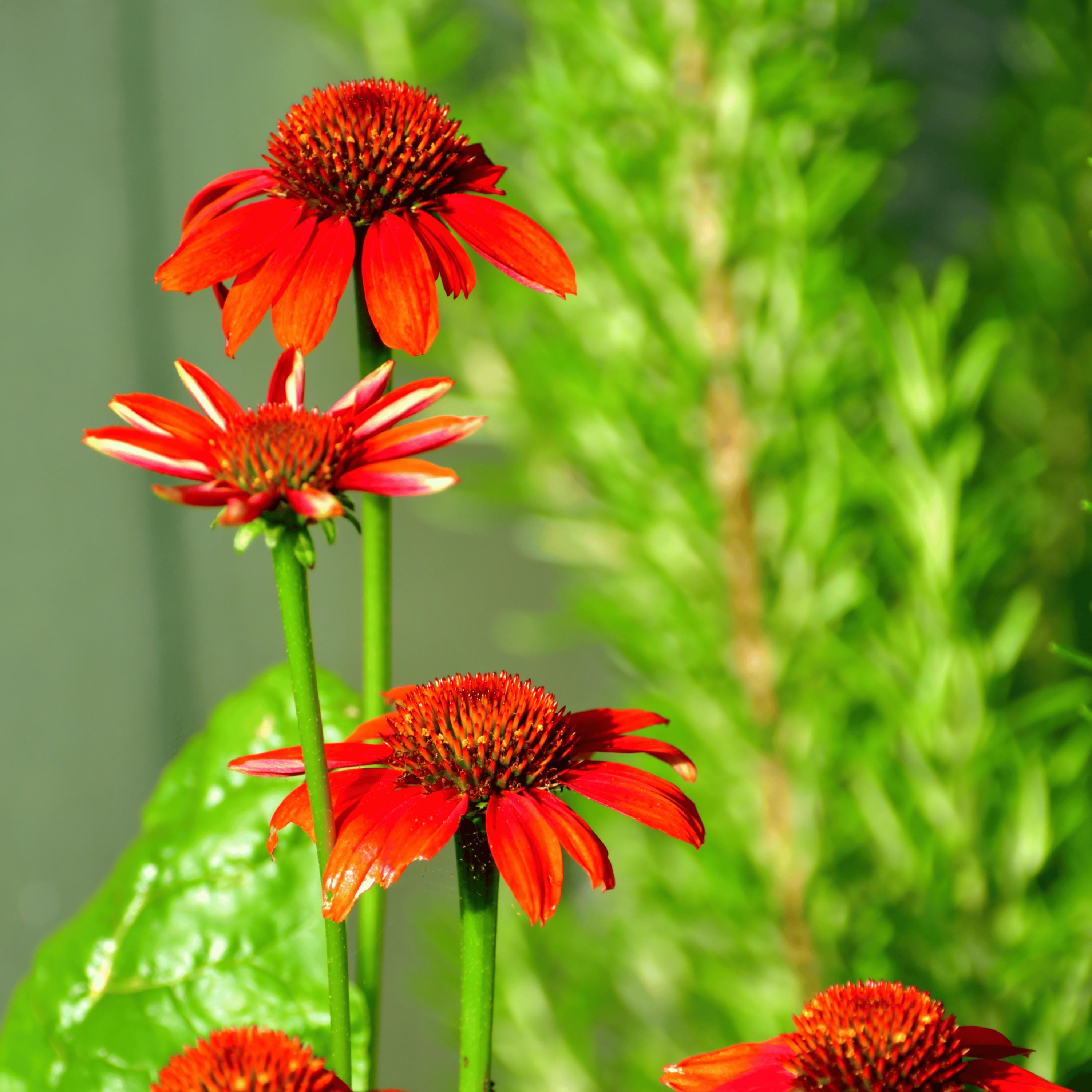 Sombrero Salsa Red Echinacea Seeds - Coneflower - Bold Red Blooms Easy ...