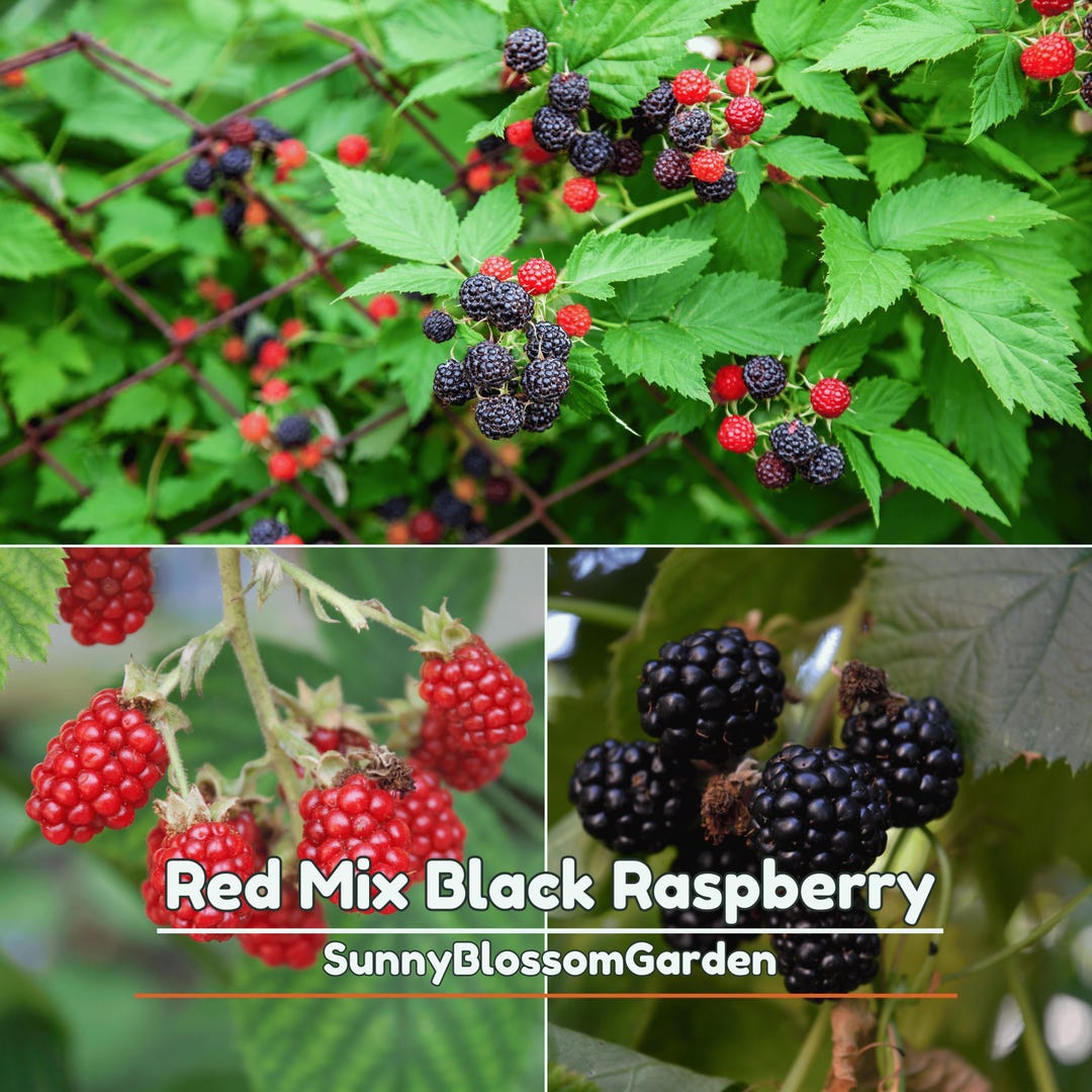 Mix Red Black Raspberry Seeds – Sweet and Rich Berry Blend – Hardy ...