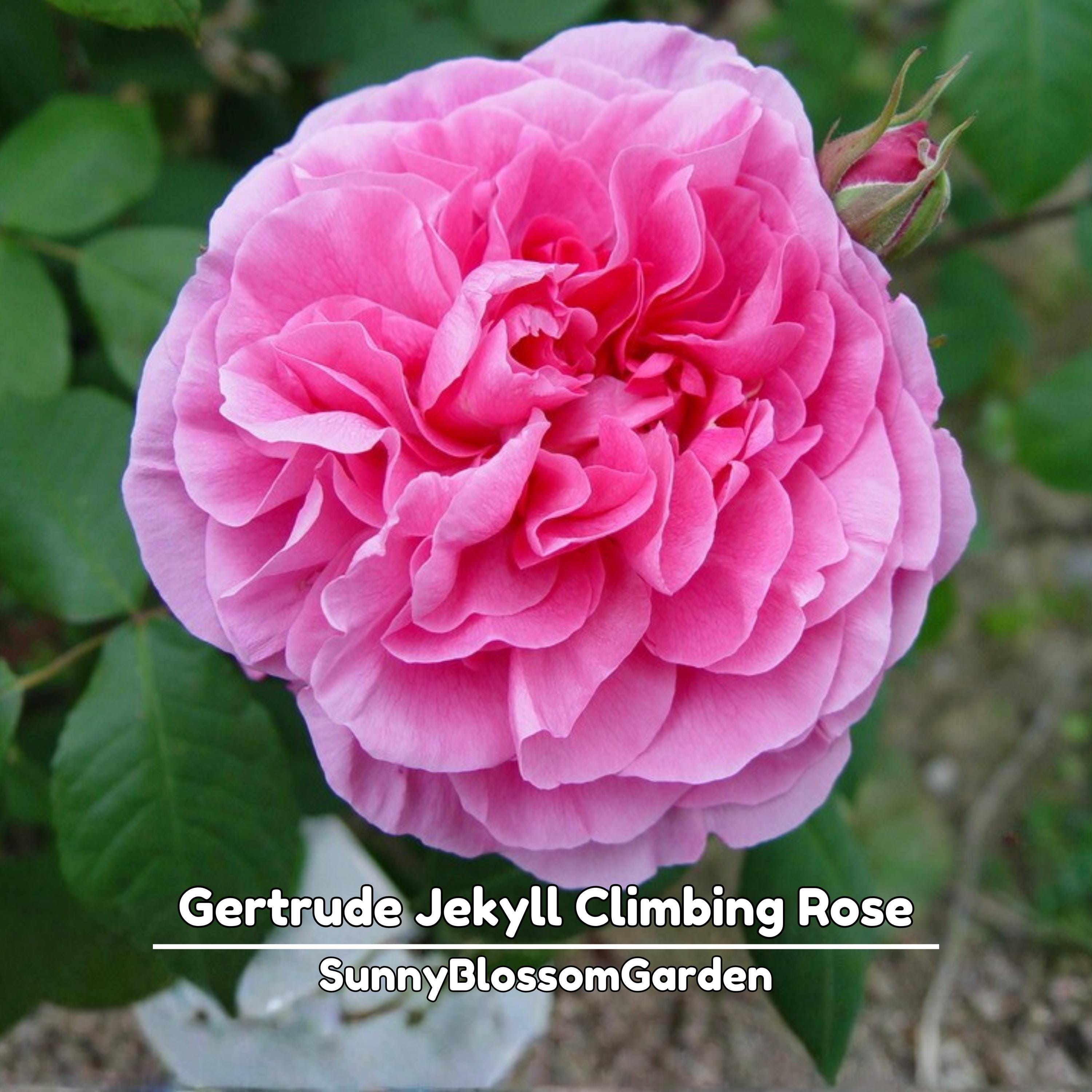 15+ Seeds| Gertrude Jekyll Climbing Rose Seeds - Rose Garden