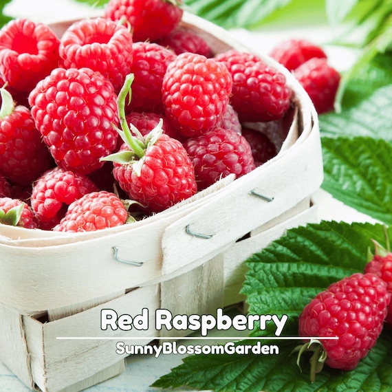 Red Raspberry Seeds – Sweet Juicy Berries – Hardy Fruit Plant for Garden, Container, and Backyard Growing