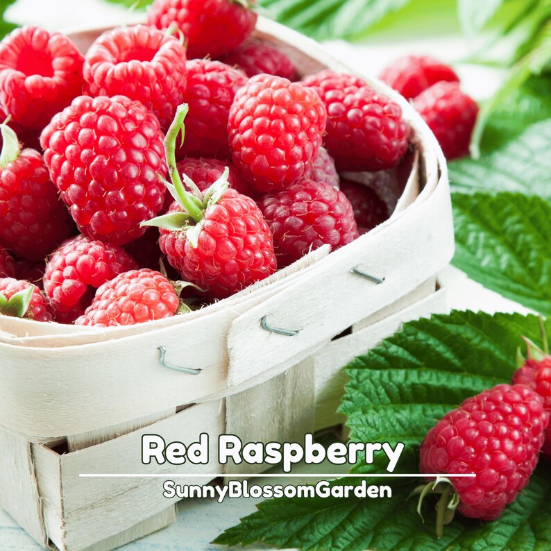May include: A basket filled with bright red raspberries. The berries are plump and juicy, with a vibrant color. The image also includes green leaves and the text "Red Raspberry" and "SunnyBlossomGarden".