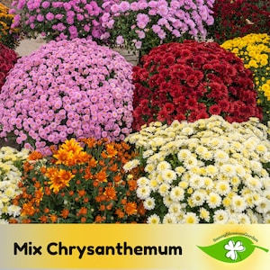 May include: A vibrant display of mixed chrysanthemums in full bloom. The image showcases a variety of colors, including pink, red, yellow, and orange, creating a visually appealing floral arrangement. The text "Mix Chrysanthemum" is displayed at the bottom.
