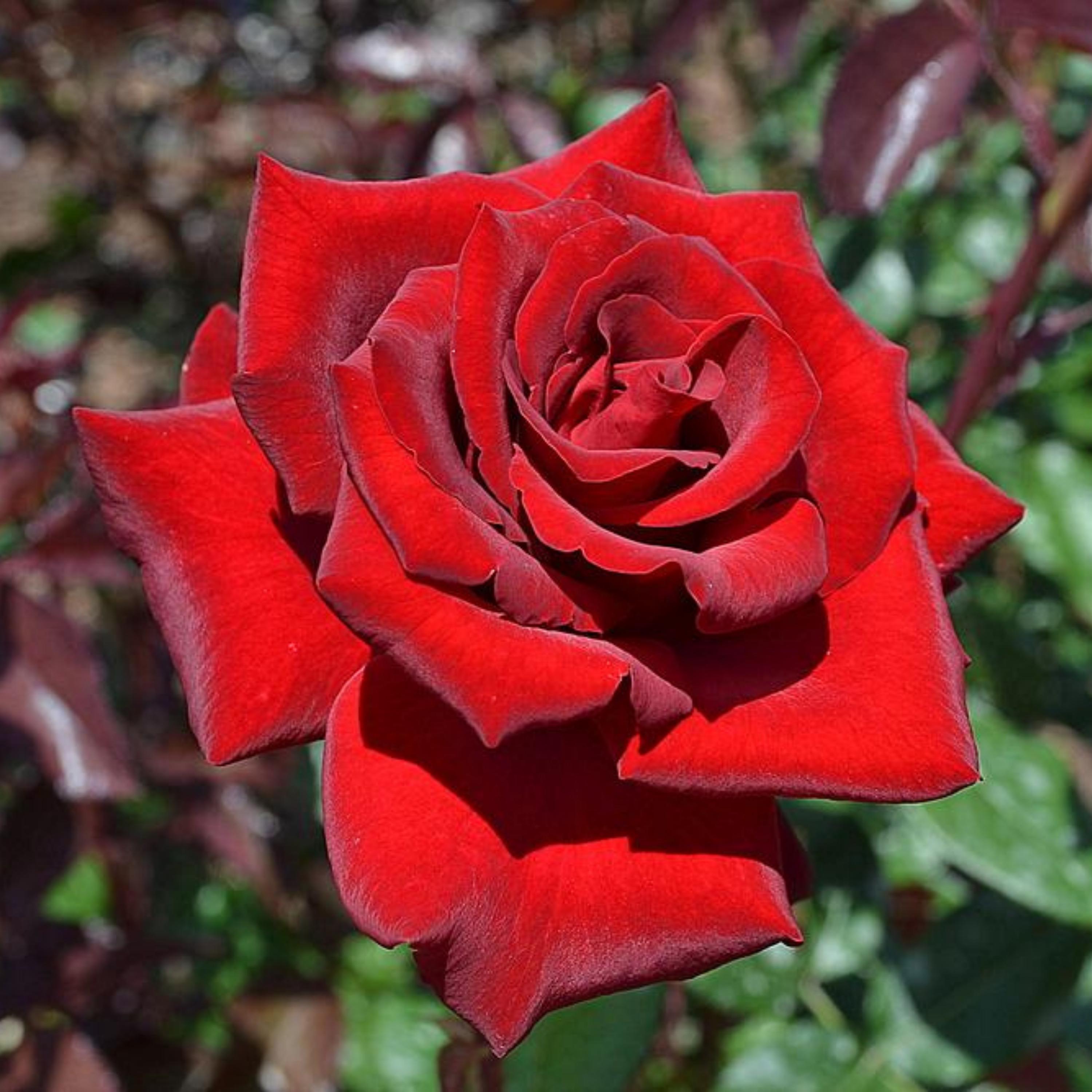 Mr. Lincoln Red Hybrid Tea Rose Seeds - Etsy