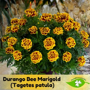 May include: A vibrant bush of Durango Bee Marigold flowers, featuring bright yellow petals with deep red centers. The image displays a lush arrangement of the Tagetes patula variety, with green foliage and the text "Durango Bee Marigold".