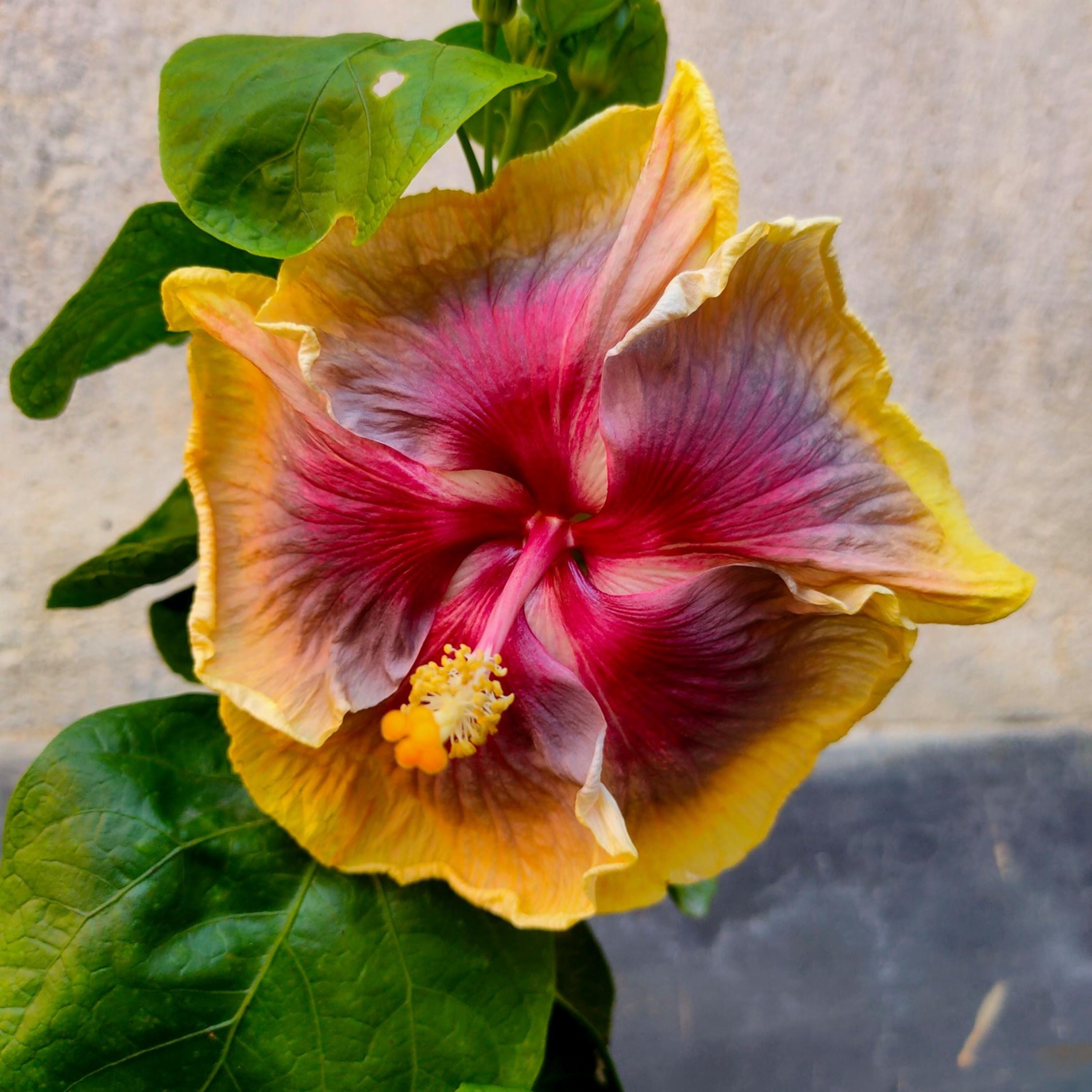 Hibiscus 'taiwan Rainbow Waltz' Seeds - Bush & Shrub Seeds - Fast