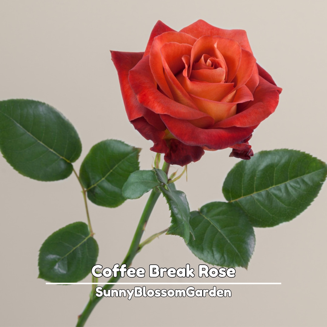 Coffee Break Rose Seeds: Rare Exotic Perennial Flowers - Etsy