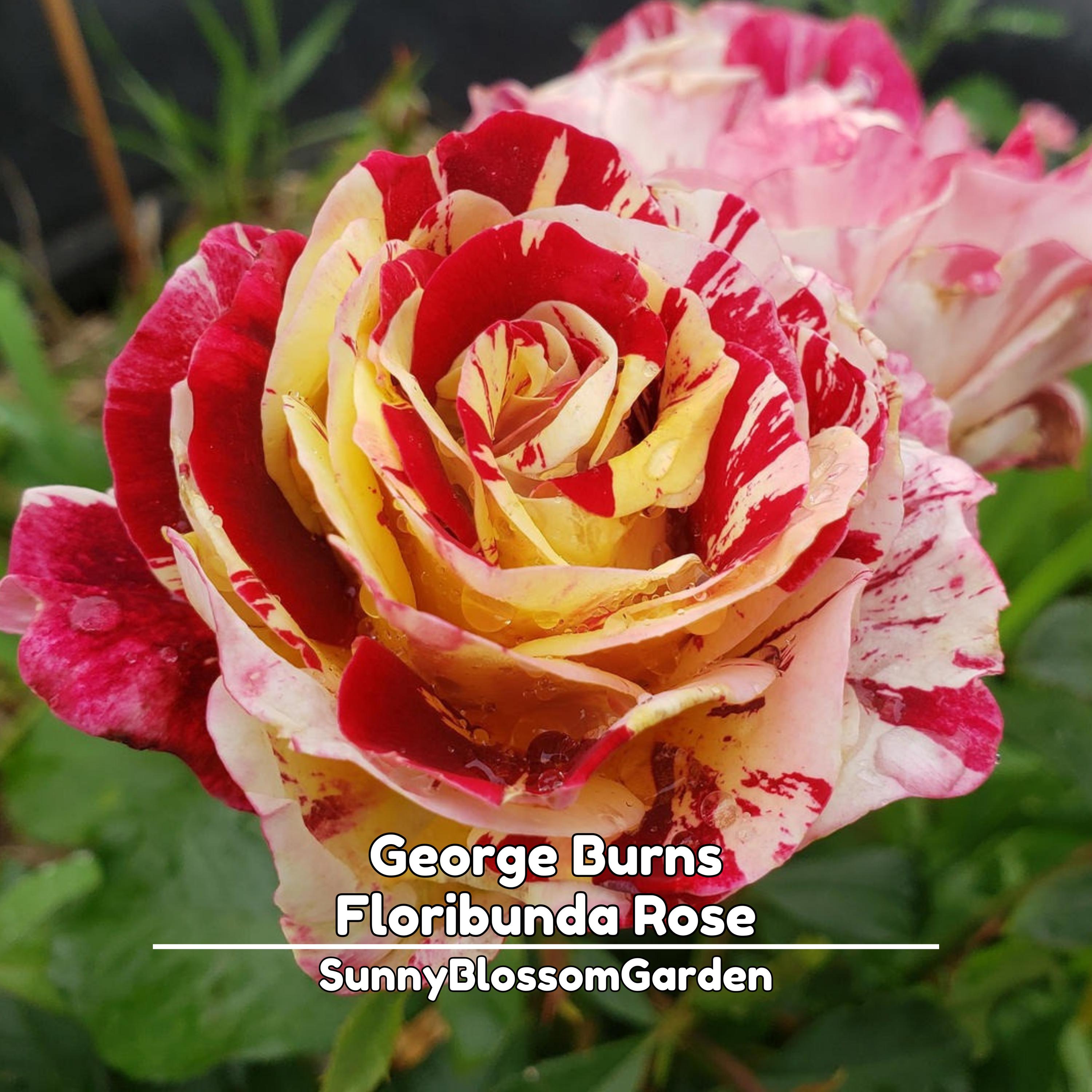 George Burns Floribunda Rose Seeds: Exotic Perennial Flowers (15+ Seeds ...