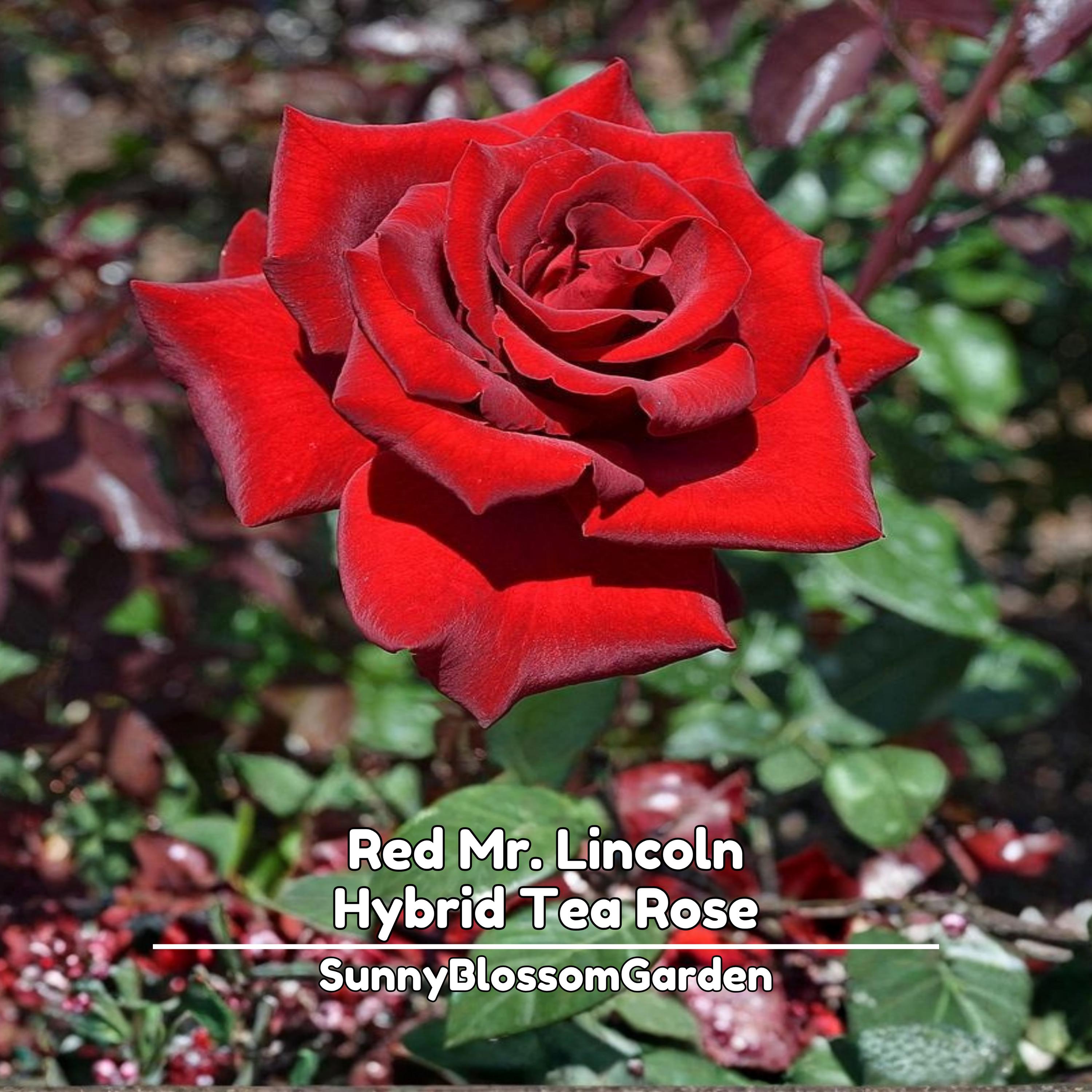 red rose tobacco seeds Our started blooming today and we are bagging the blooms to protect the genetic purity. Tobaccos will easily cross with other varieties, even over great distances. Bags like this Long Red is classified as a cigar filler but also makes a good binder or wrapper. Mr. Lincoln Red Hybrid Tea
