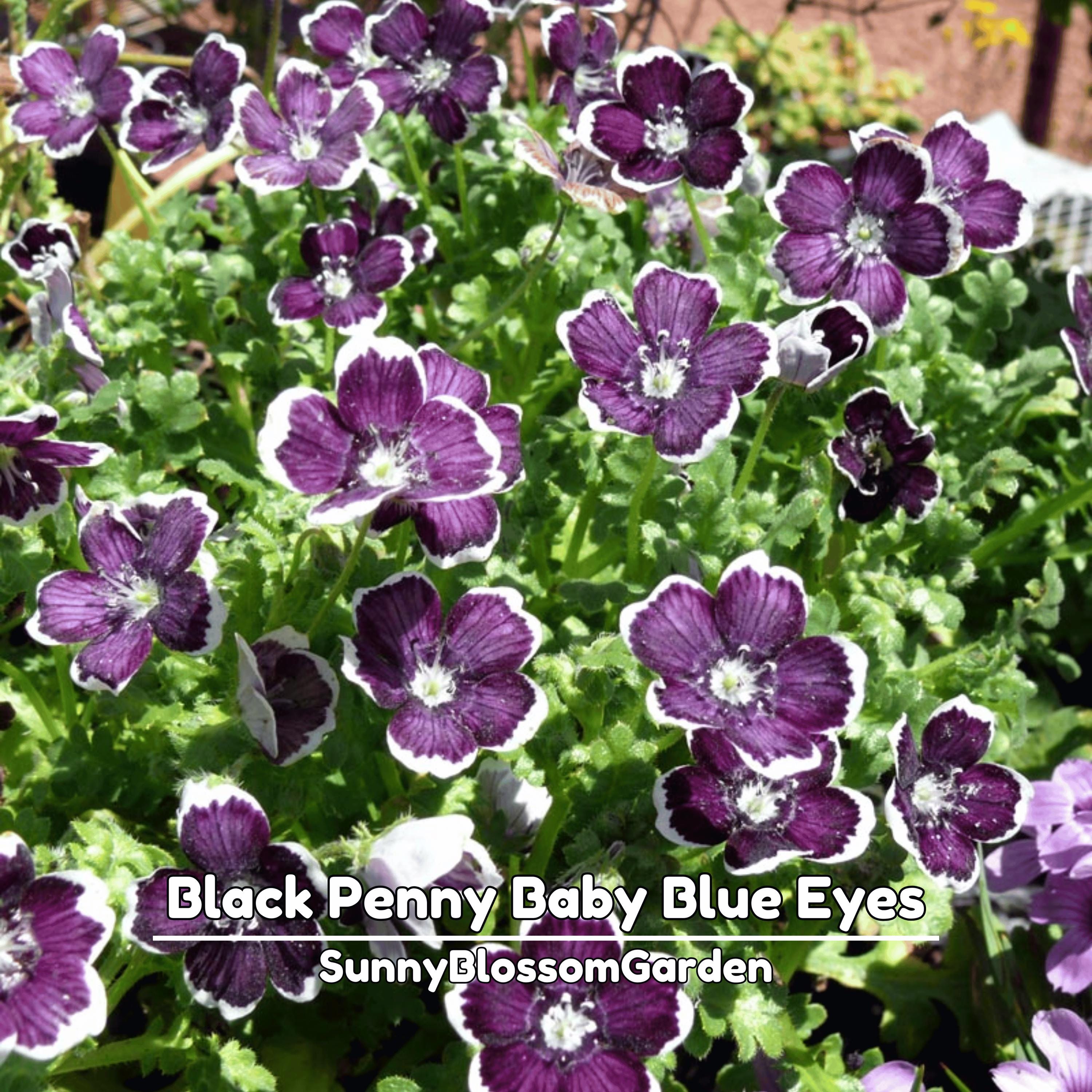 Nemophila Flower - Etsy
