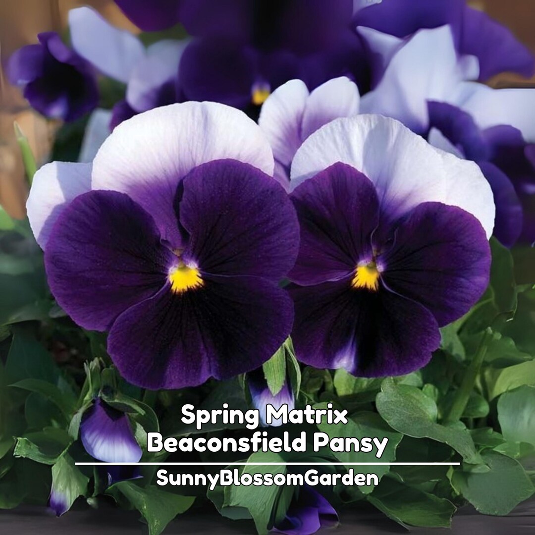 Spring Matrix Beaconsfield Pansy Seeds - Open-pollinating - Self ...