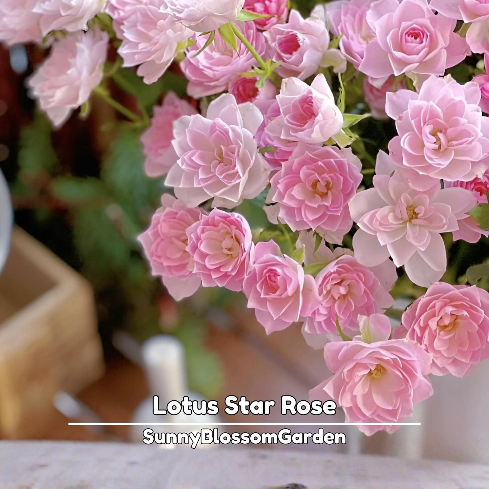 Star Something Roses Lotus Star Rose Seeds | Exotic Perennial Flower - Etsy