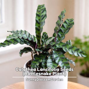 May include: A Calathea Lancifolia (Rattlesnake Plant) in a white pot. The plant features long, wavy green leaves with dark green spots and a purple underside. The text "Calathea Lancifolia Seeds (Rattlesnake Plant)" and "SunnyBlossomGarden" are visible.