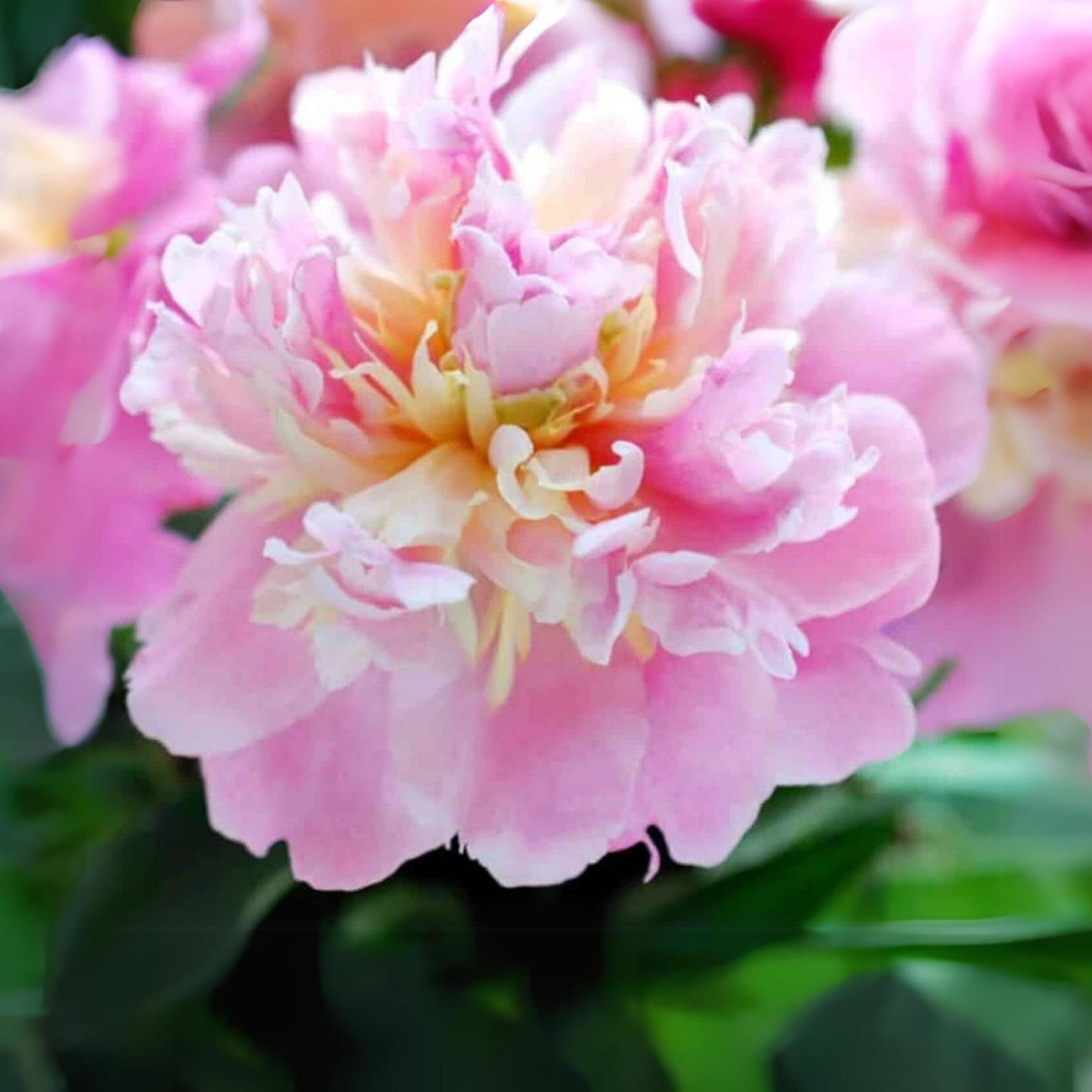 Raspberry Sundae Peony Seeds - Peony Flower – Paeonia – Perennial ...