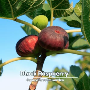 May include: Close-up of a fig tree branch with ripe, dark purple figs and green leaves against a blue sky. The text "Black Raspberry" and "SunnyBlossomGarden" are displayed at the bottom of the image.