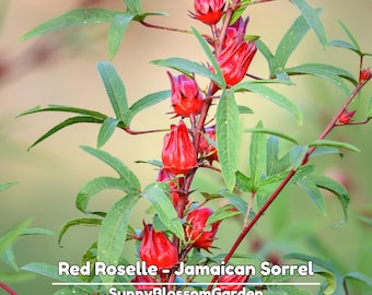 Red Roselle - Jamaican Sorrel Seeds - Edible - Flowering - Fast Growing - Open-Pollinating - Potted - Plant in Spring