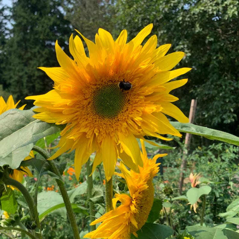 SunnyBlossomGarden Starburst Sunflower - Thumbnail 2