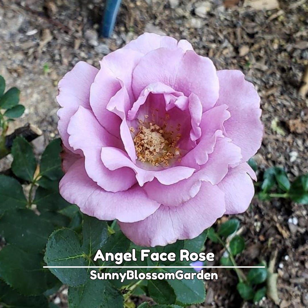 Angel Face Rose Seeds: Perennial Floribunda Flowers - Etsy
