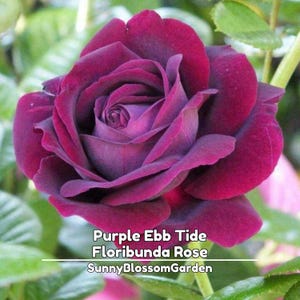 Purple Ebb Tide Rose Seeds: Floribunda Perennial