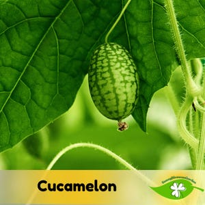 May include: A close-up of a cucamelon, a small, oval-shaped fruit with a green and white patterned exterior, hanging from a vine. The fruit is surrounded by large, green leaves. The word "Cucamelon" is displayed in bold, black text.