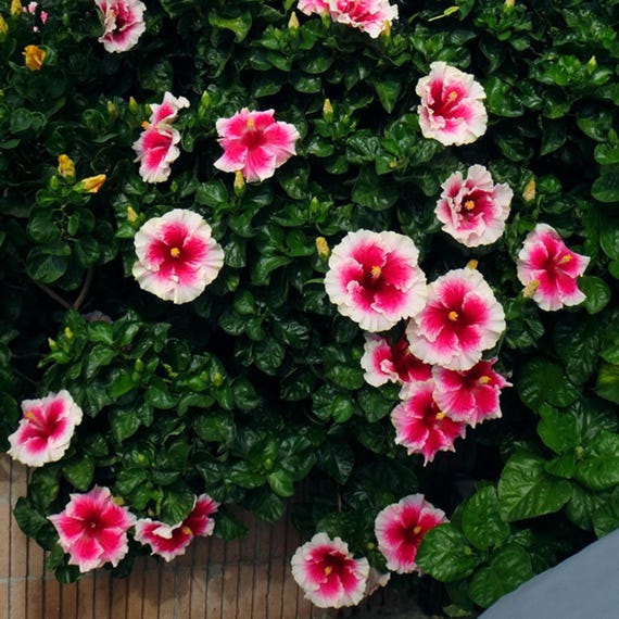Cindy's Heart Hibiscus Seeds: Fast Growing Bush & Shrub (15+ Seeds