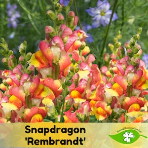 15+ Seeds| Snapdragon &#39;Rembrandt&#39; Seeds - Potted - Cold Resistant - Open-Pollinating - Plant before the frost/after frost #67