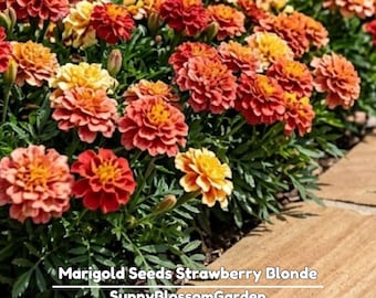 Marigold Seeds Strawberry Blonde Seeds - Open-Pollinating - Potted - Draft Resistant - Dwarf - Plant in Spring/After frost