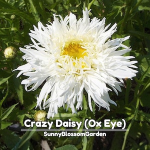 May include: A close-up of a Crazy Daisy (Ox Eye) flower with white petals and a yellow center. The flower is surrounded by green leaves and buds. The text "Crazy Daisy (Ox Eye)" and "SunnyBlossomGarden" are displayed.