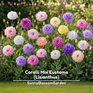 May include: A vibrant collection of Corelli Mix Eustoma Lisianthus flowers in shades of white, pink, purple, lavender, and yellow. The image features multiple blooming flowers on green stems with the text Corelli Mix Eustoma (Lisianthus) SunnyBlossomGarden.