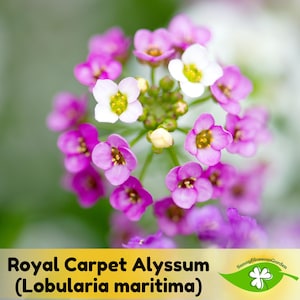 15+ Seeds| Royal Carpet Alyssum (Lobularia maritima) Seeds - Cold Resistant -Open-Pollinating -Drought Tolerant -Plant in Early Spring#306