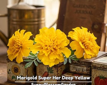 Marigold Super Her Deep Yellow Seeds - Open-Pollinating - Potted - Draft Resistant - Dwarf - Plant in Spring/After frost