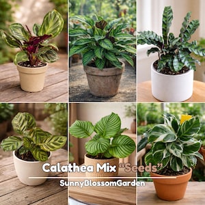 biggest snake plant Snake Plant main image 1