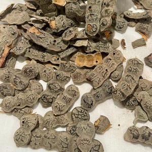 NEP NEP Seeds (Acacia Nilotica) – 4Oz