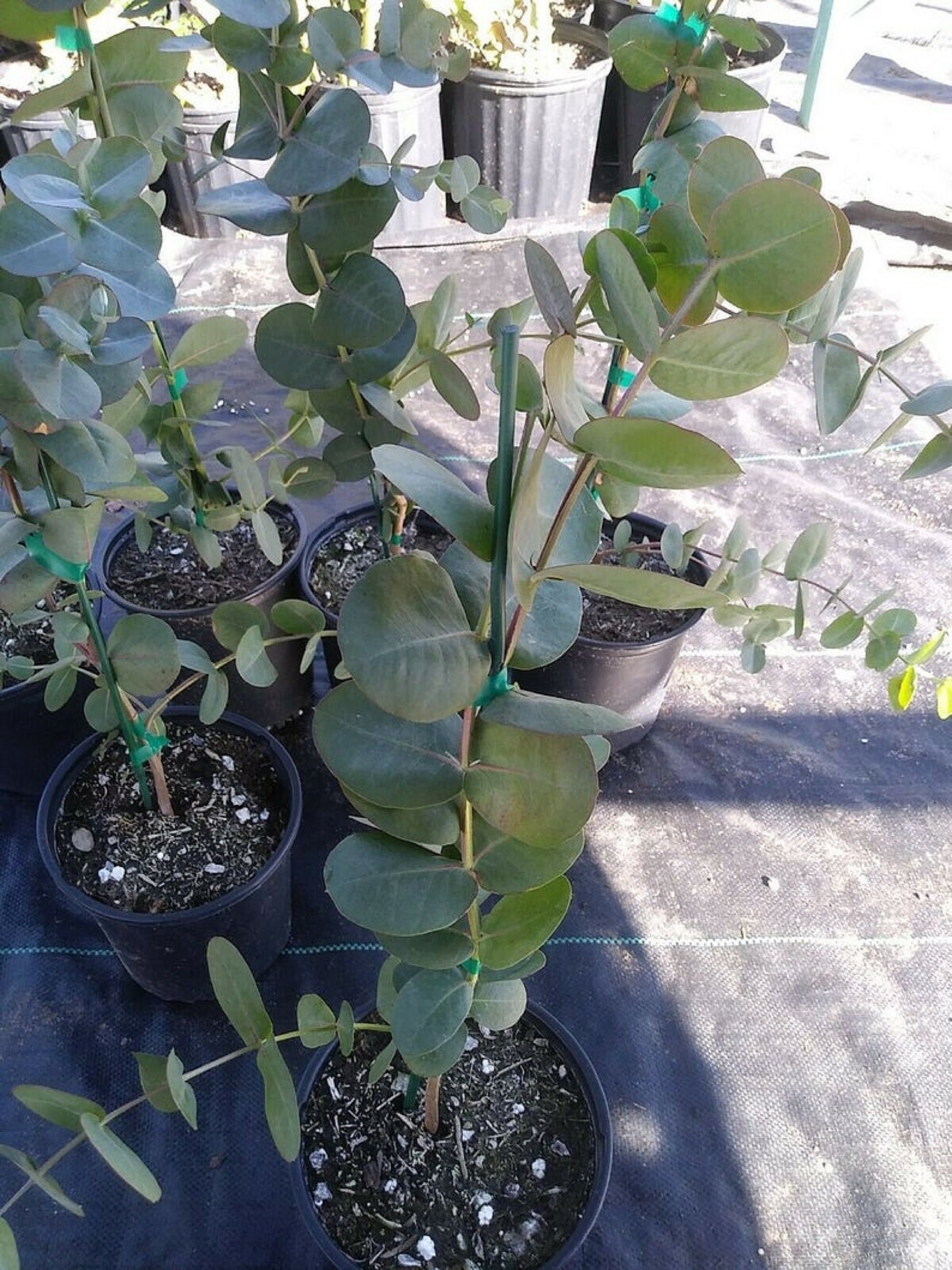 Rare Silver Dollar Eucalyptus Cinerea12 t 15 inches tall1 Etsy