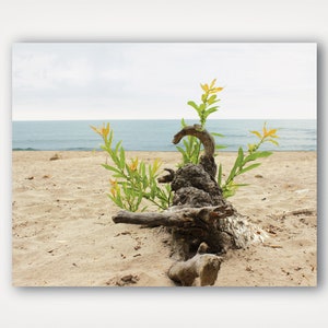 Lake Ontario Beach Print: Driftwood & New Growth (Digital Download)