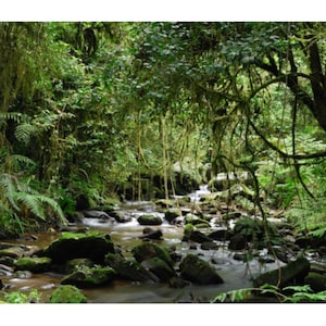 May include: A lush, green forest scene with a flowing stream. Moss-covered rocks line the stream's edge, and ferns and other foliage create a dense canopy overhead. Sunlight filters through the leaves, illuminating the water and creating a tranquil atmosphere.
